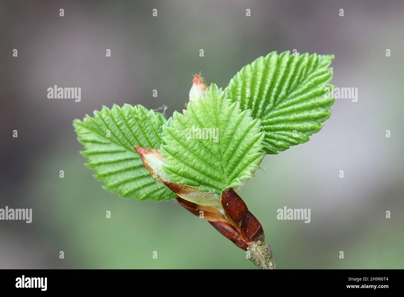 Ulmus laevis, known as the European white elm, fluttering elm or spreading elm, close-up of  new leaves Stock Photo