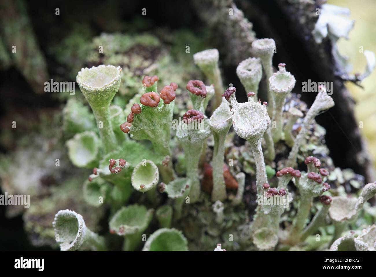 Cladonia gracilis subsp. turbinata, a cup lichen from Finland with no common English name Stock Photo