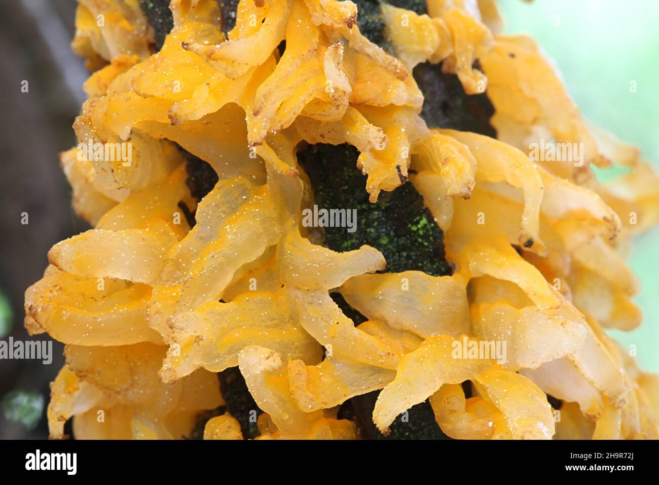 Gymnosporangium clavariiforme, commonly known as tongues of fire, wild fungus from Finland Stock Photo