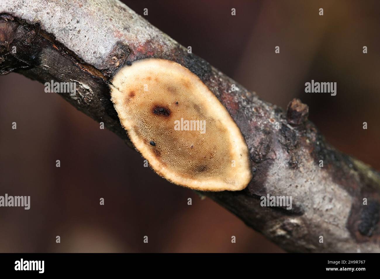 Dichomitus campestris, also called Polyporus campestris, commonly known as Hazel porecrust, wild polypore fungus from Finland Stock Photo