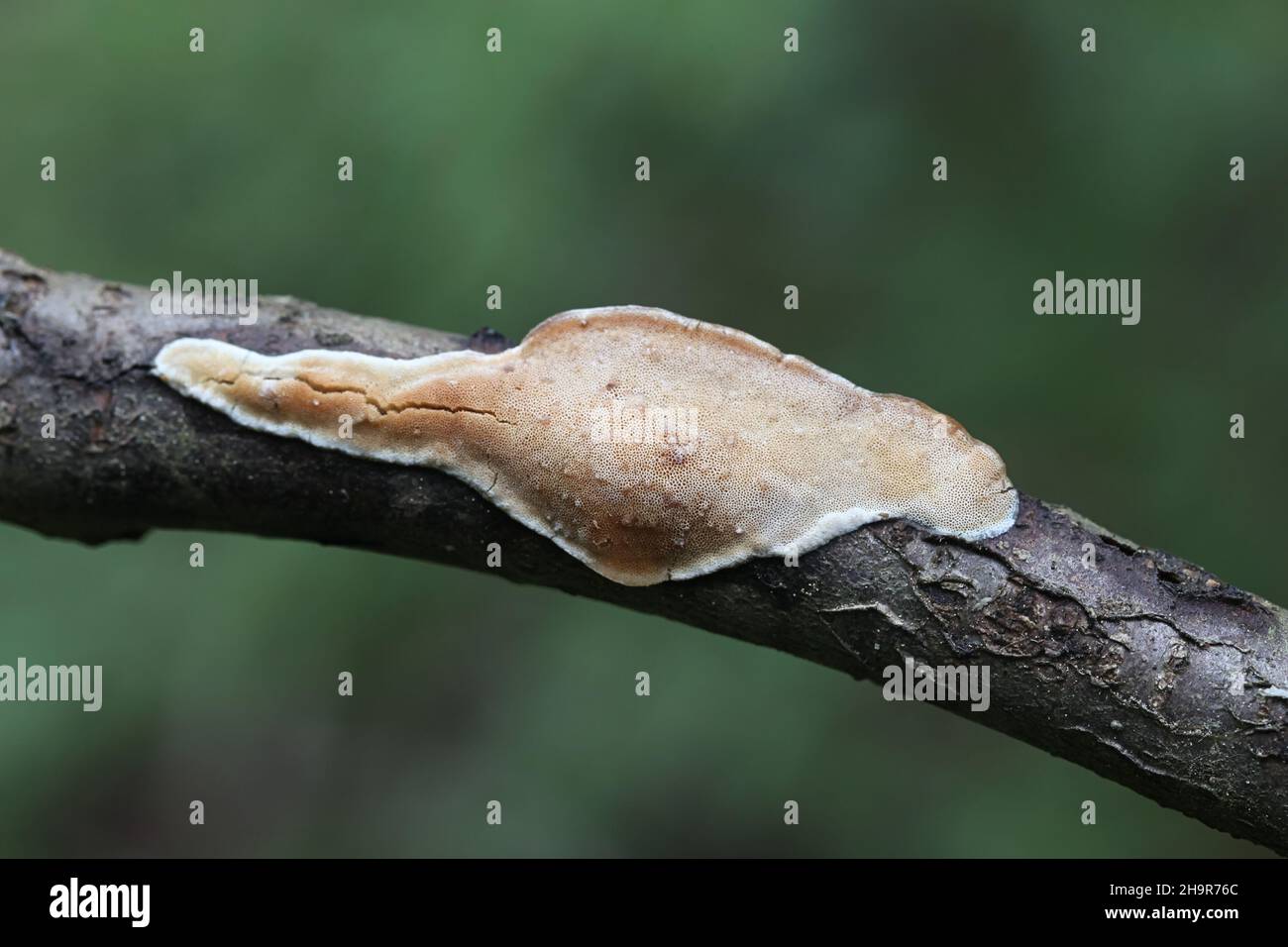 Dichomitus campestris, also called Polyporus campestris, commonly known as Hazel porecrust, wild polypore fungus from Finland Stock Photo