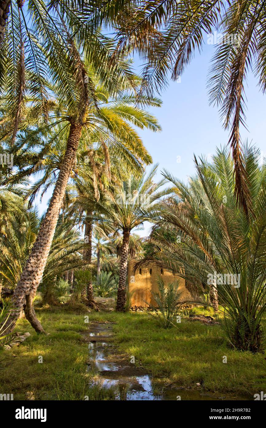 Oasis Near The Old Clay Settlement Of Al Hamra Al Hamra Oman Stock