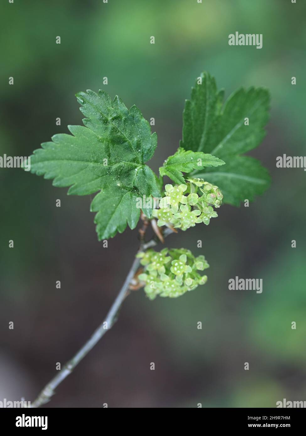 Native Alpine Currant New growth of leaves hi-res stock photography and images - Alamy