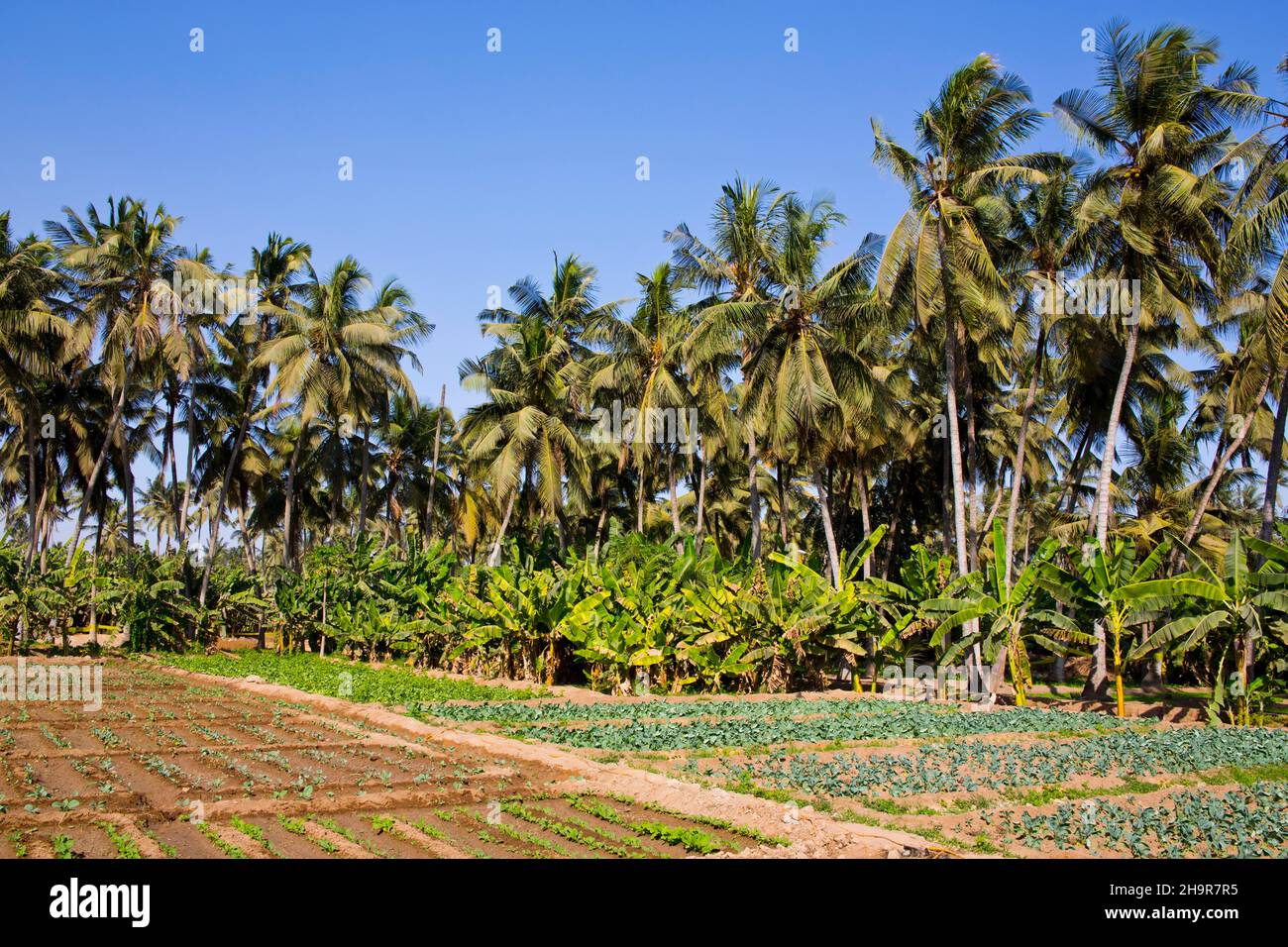 Plantations, Paradise of Tropical Fruits and Vegetables, Salalah, Salalah, Dhofar, Oman Stock