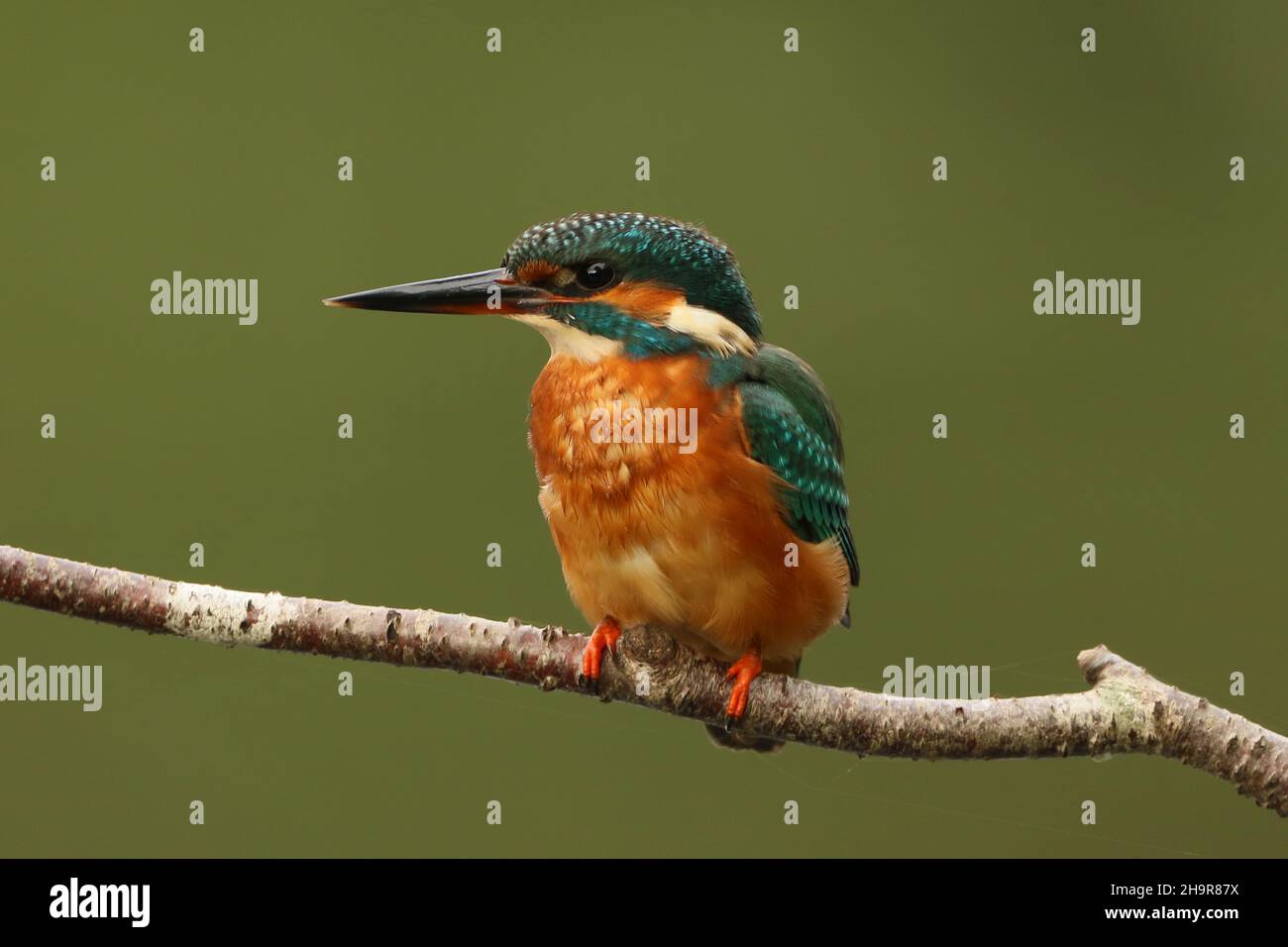 Kingfisher, unmistakable when seen perched, or as a blue streak in flight. Catches its food by diving into water returning to a perch to stun then eat. Stock Photo