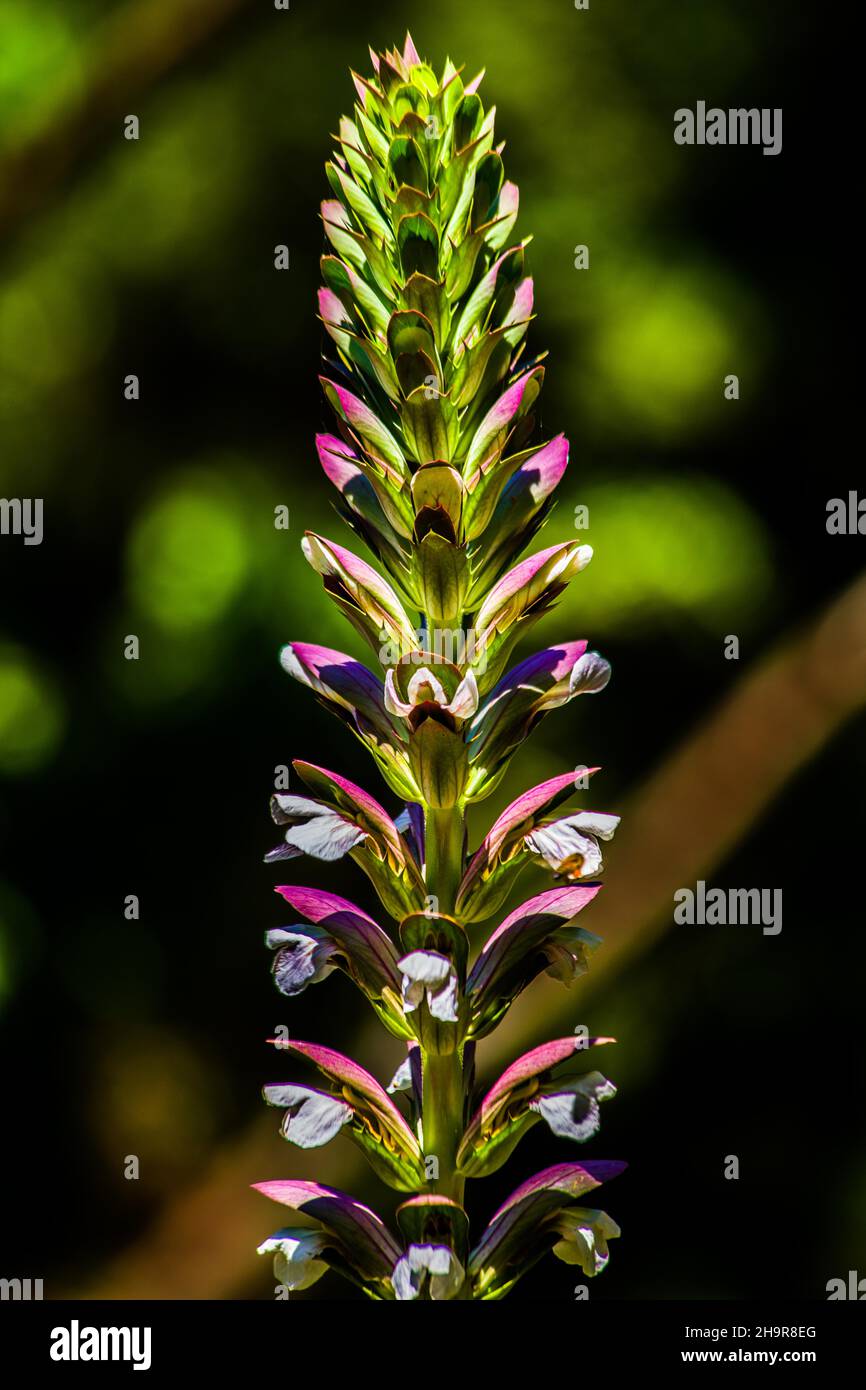 Botanical garden with flowers, shrubs, trees and herbs from Crete and