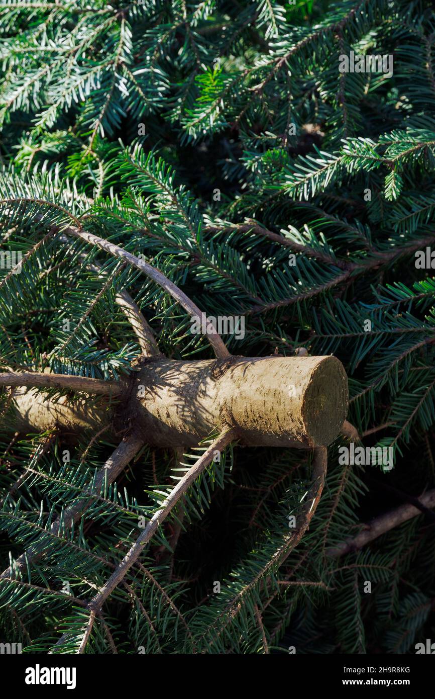 Fresh cut Christmas tree with green branches. Harvested green pine tree ...