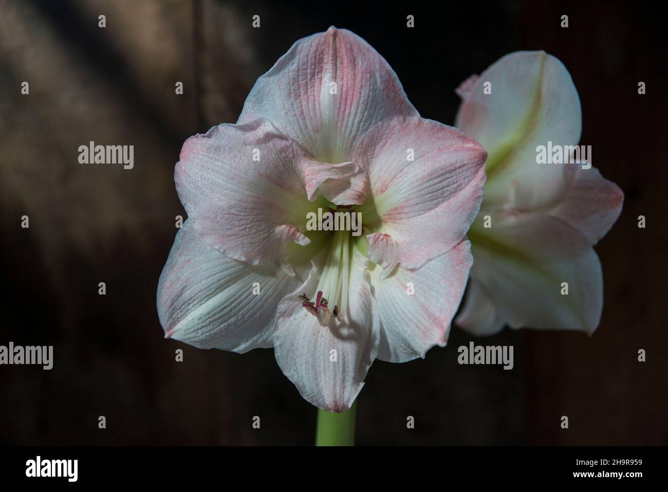 Amaryllis bloom in winter at christmas time. Stock Photo