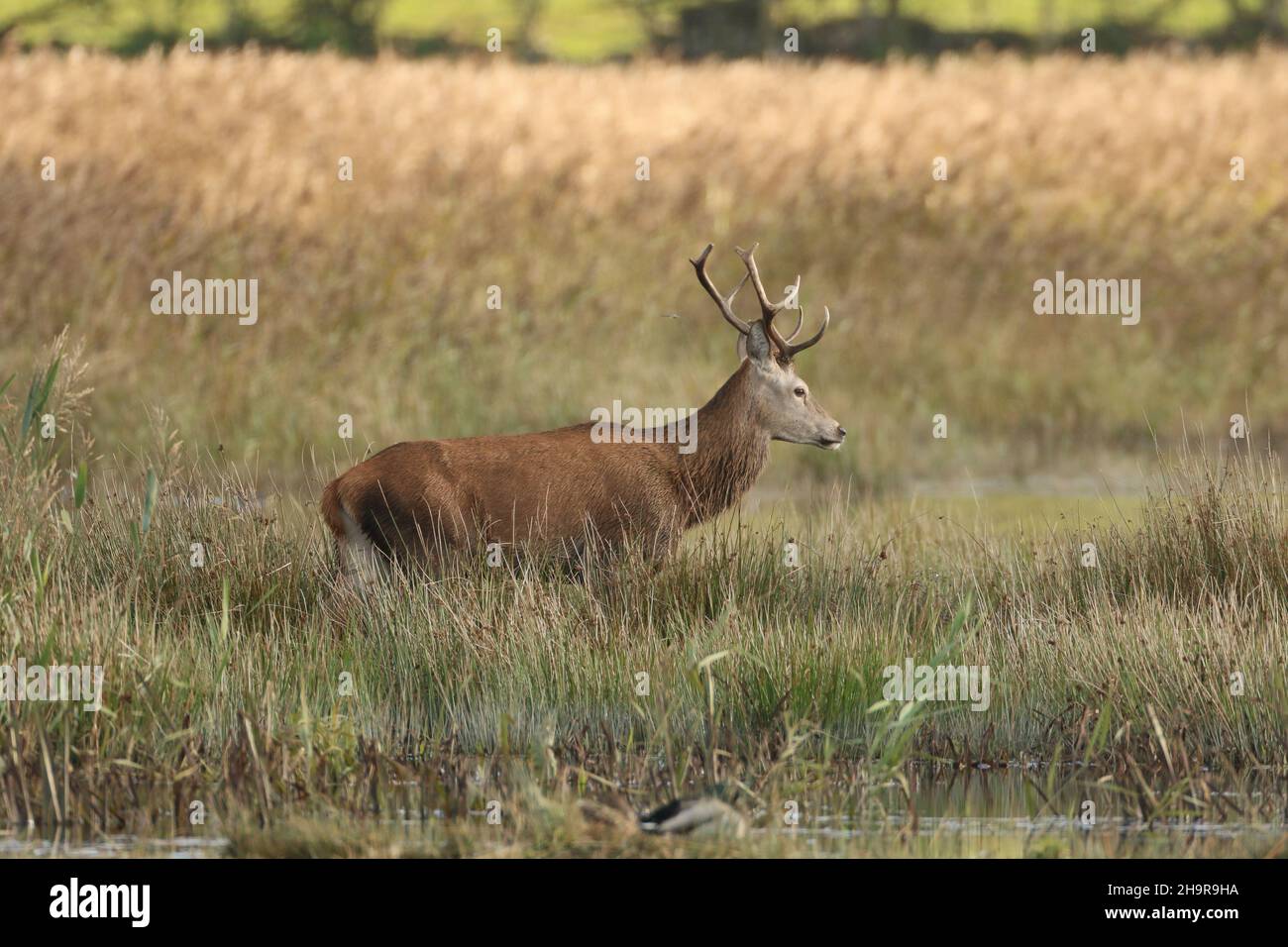 Red deer mate in the Autumn (the Rut) when the stags clash for dominance, the dominant animal having a harem of hinds which he mates with. Stock Photo