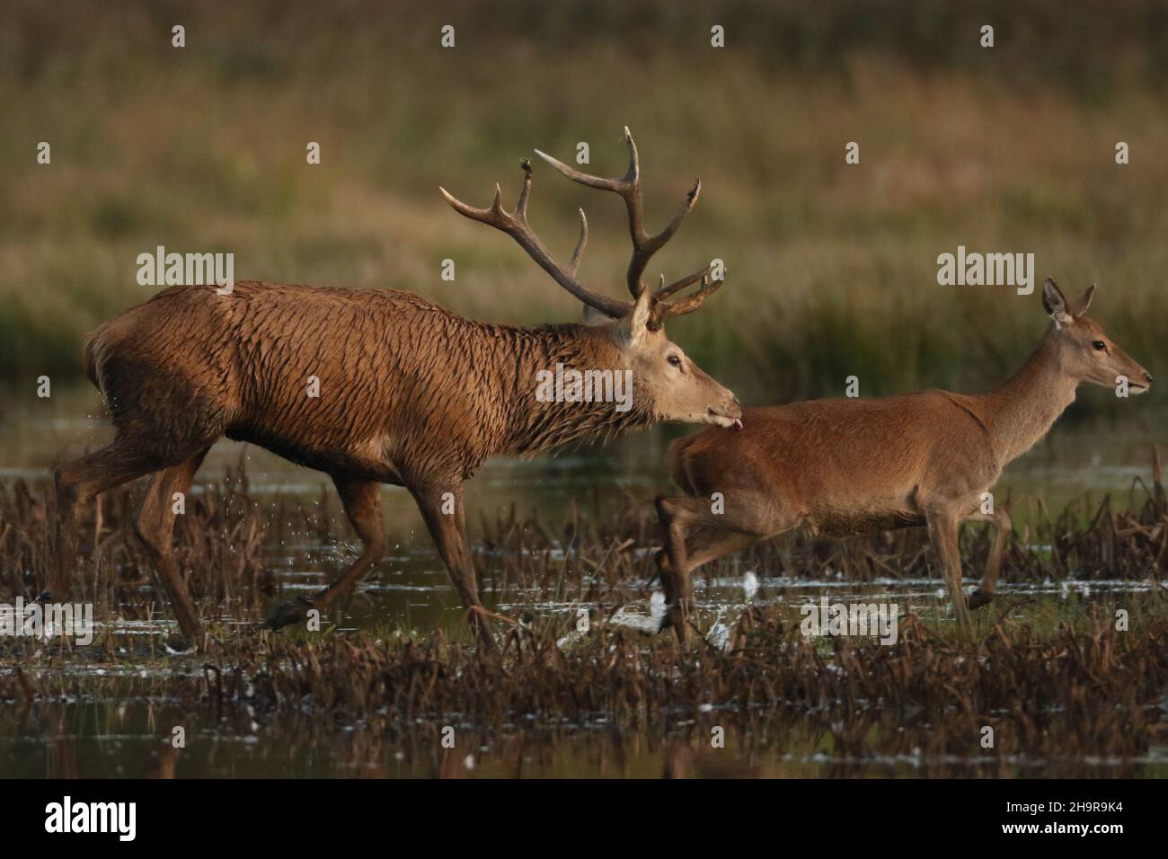 Red deer mate in the Autumn (the Rut) when the stags clash for dominance, the dominant animal having a harem of hinds which he mates with. Stock Photo