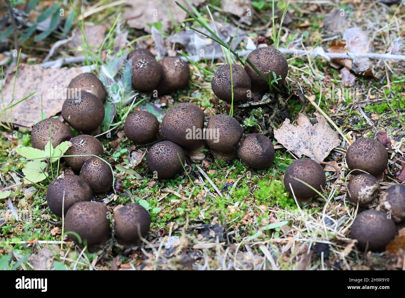 Lycoperdon pyriforme, known as the pearshaped puffball or stump
