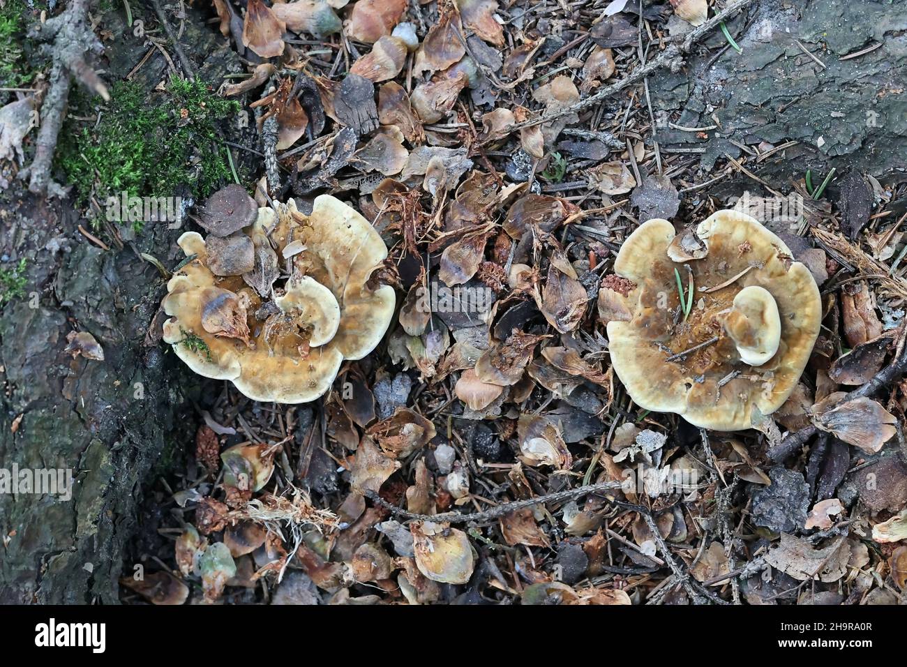 Pelloporus tomentosus, known as Velvet Rosette, wild polypore fungus from Finland Stock Photo