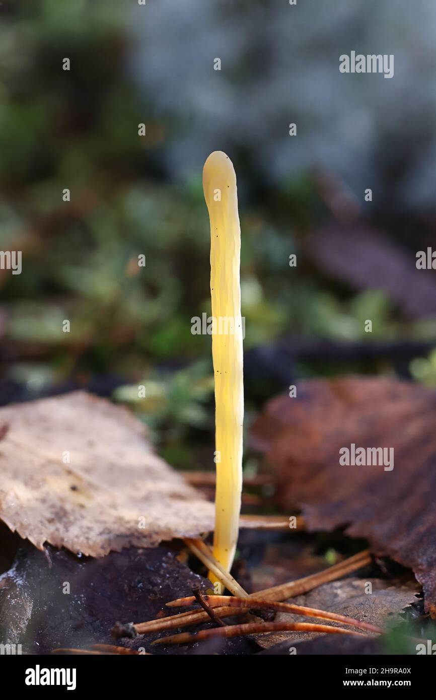 Clavaria argillacea, known as moor club or field club, wild fungus from Finland Stock Photo