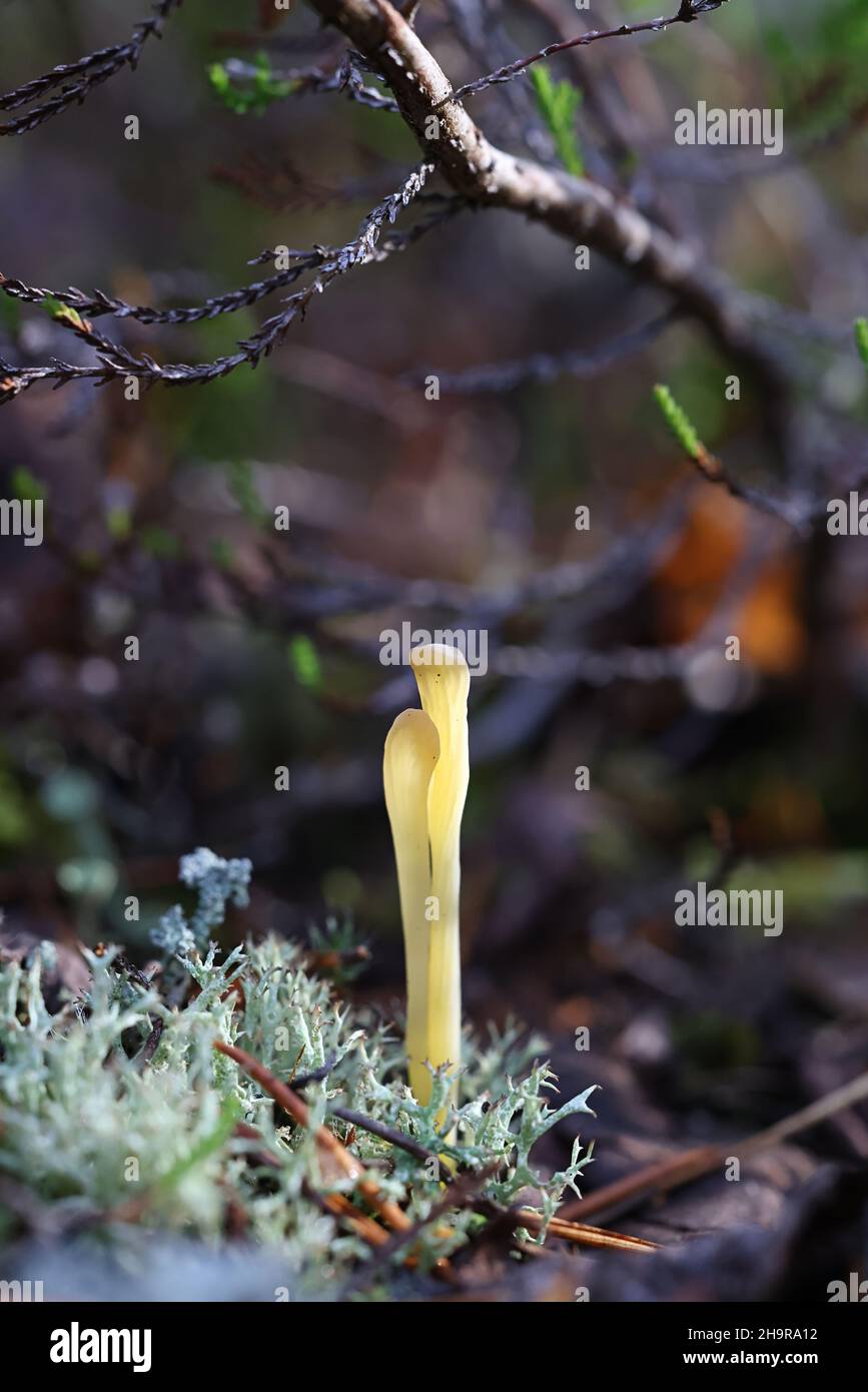 Clavaria argillacea, known as moor club or field club, wild fungus from Finland Stock Photo