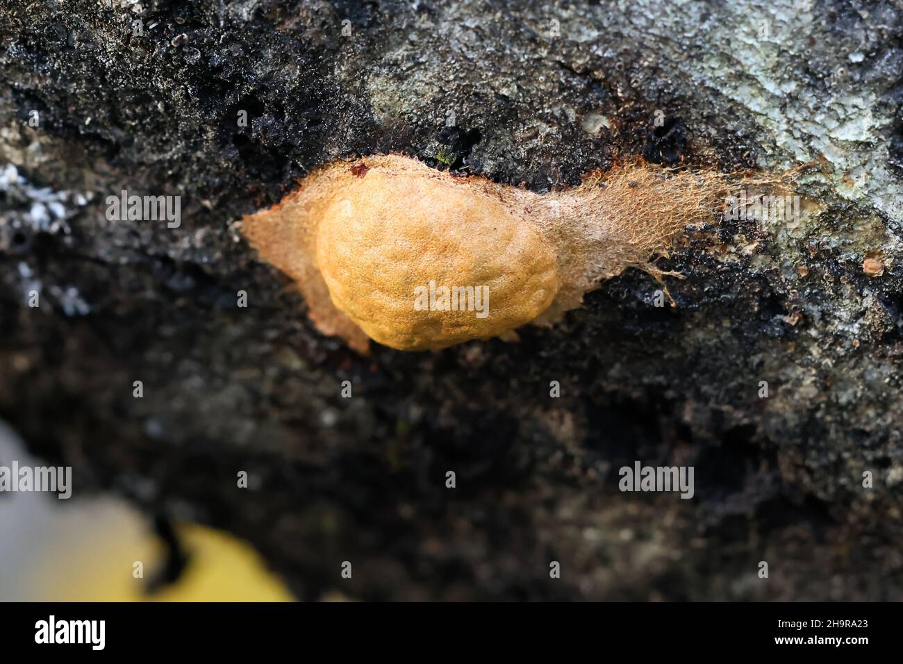 Fuligo leviderma, a plasmodial slime mold or mould from Finland Stock Photo