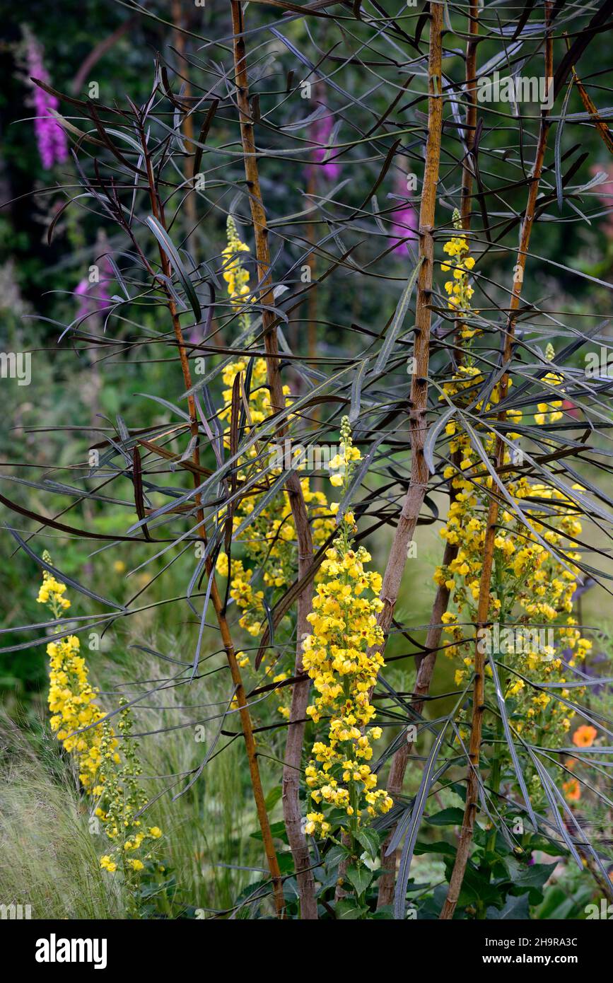 verbascum chaixii sixteen candles,pseudopanax linearis,lancewood,yellow flowers,flowering,mix,mixed planting combination,different,unusual,RM floral Stock Photo