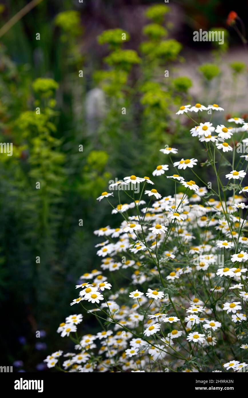Tanacetum parthenium,feverfew,daisy,daisies,white flower,flowers,flowering,garden,gardens,RM Floral Stock Photo