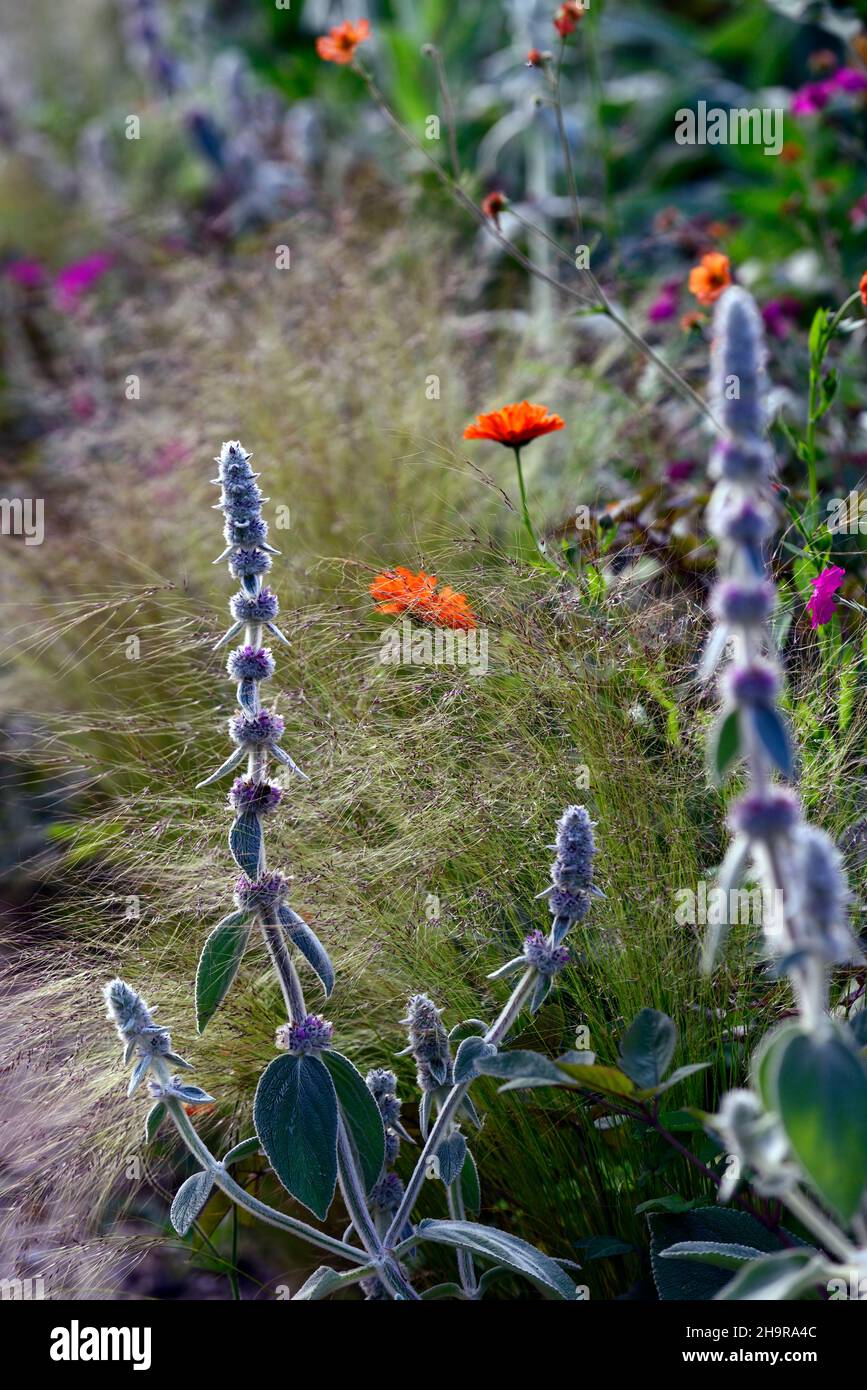 Stachys byzantina,lamb's-ear,woolly hedgenettle,silver foliage,silver leaves,Calendula officinalis Indian Prince,stipa,grass,grasses,RM Floral Stock Photo