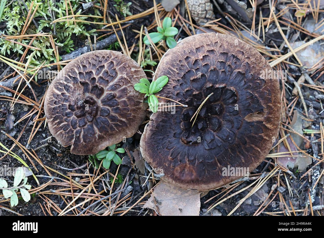 Sarcodon squamosus, also called Hydnum squamosum, commonly known as scaly tooth fungus, wild mushroom from Finland Stock Photo