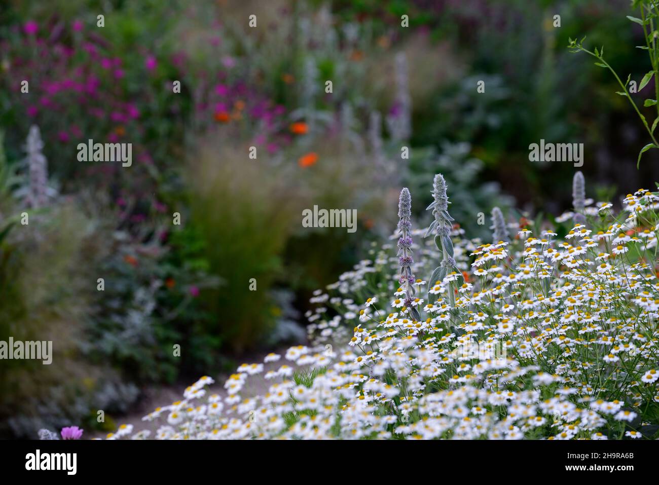 Stachys byzantina,lamb's-ear,woolly hedgenettle,silver foliage,silver leaves,Tanacetum parthenium,mound,layer,layers,layered planting,RM Floral Stock Photo