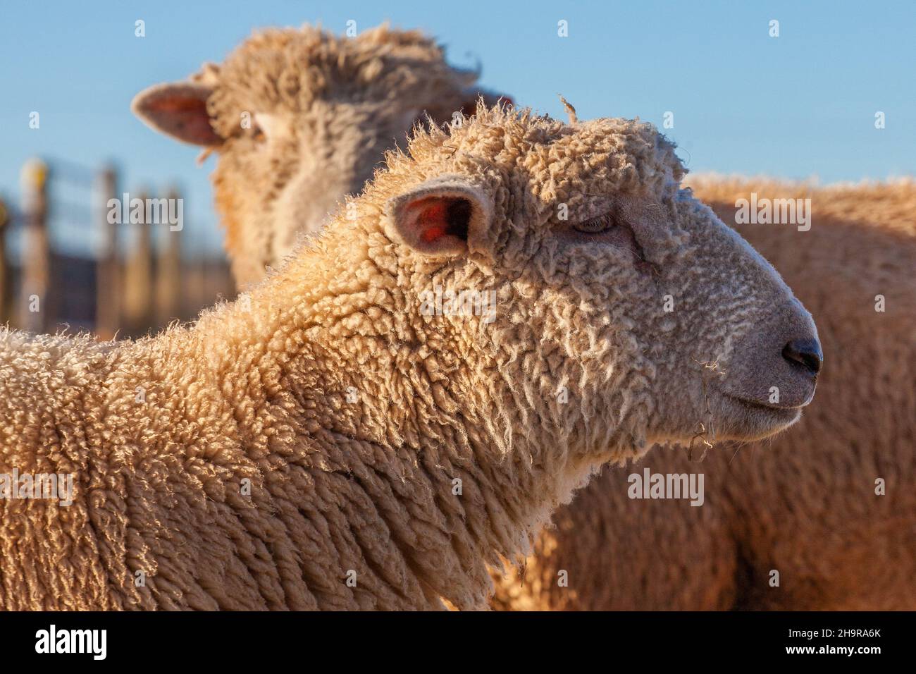 Sheep on Farm Sheep Closeup Eye Australia Stock Photo Alamy
