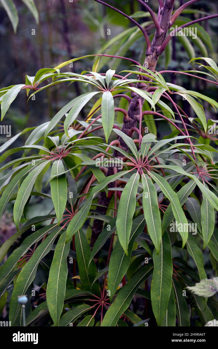 Schefflera, evergreen leaves,flowers,hardy schefflera,outdoors,garden,RM Floral Stock Photo