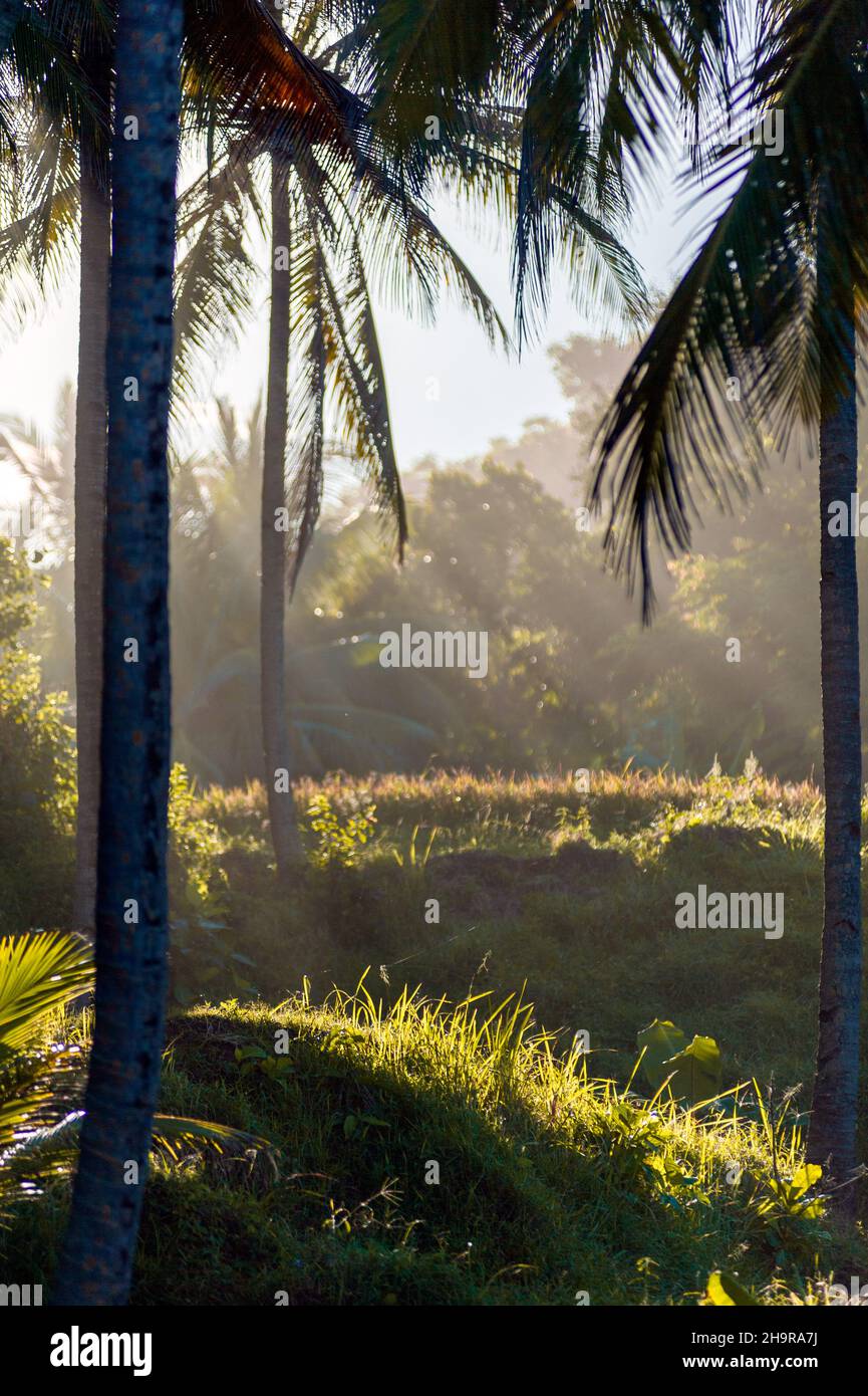 View of green grass and coconut trees in the morning. Stock Photo