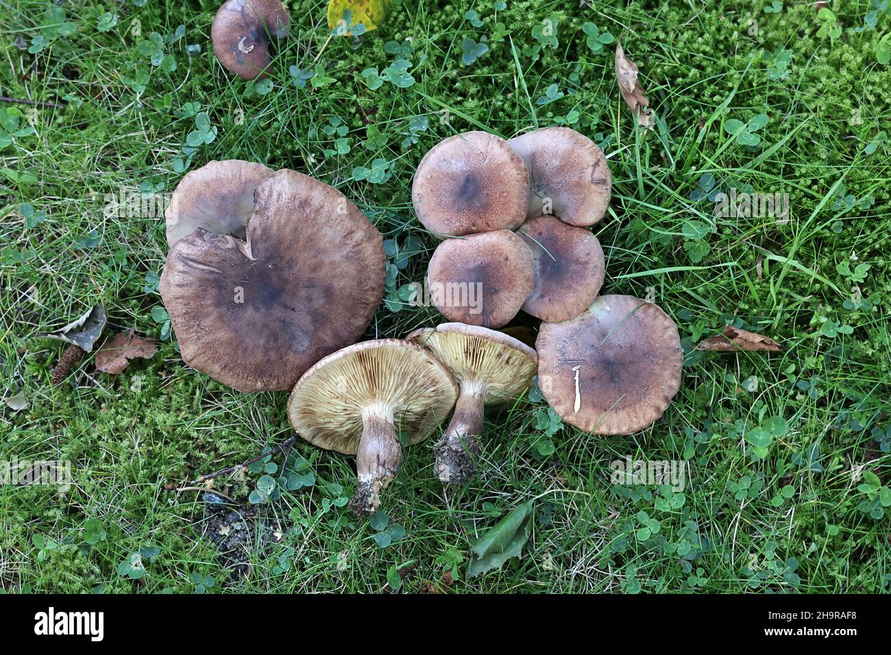 Tricholoma albobrunneum, a knight mushroom from Finland, no common English name Stock Photo