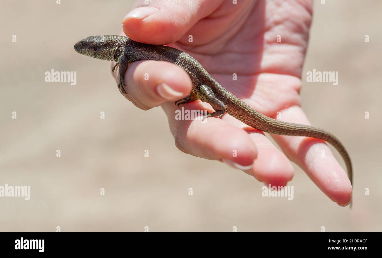 Sand Lizard Hand Russia. Moscow region. Small sand lizard in a human hand Stock Photo ...