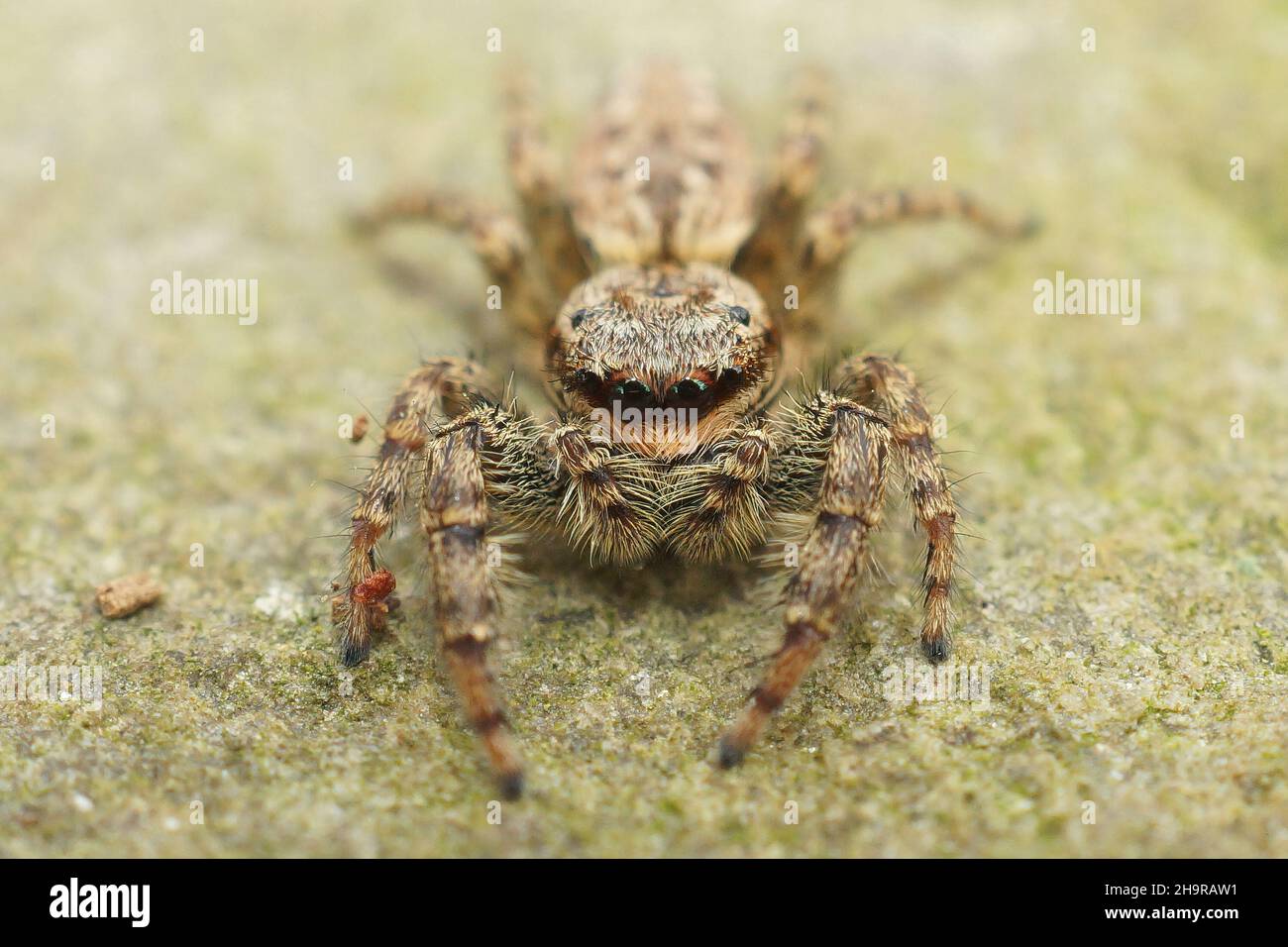 Closeup on a cute hairy Fencepost jumping spider, Marpissa muscosa Stock Photo