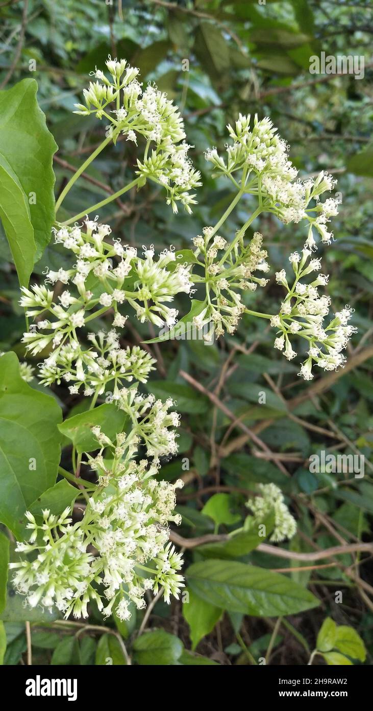 Mikania micrantha is a tropical plant, Known as bitter vine. Stock Photo