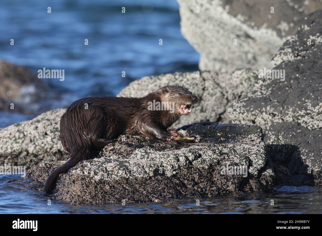 Otters are very successful aquatic mammals. On coasts they can catch