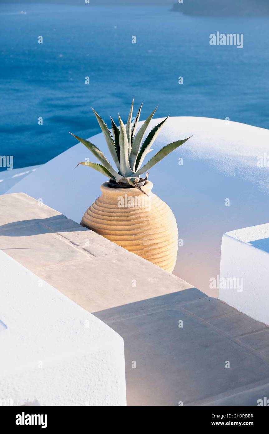 Panoramic terrace with an 'Aloe Vera' plant in Santorini, Greece. Decorative plants, for medicinal uses, in cosmetics, and even for food. Stock Photo