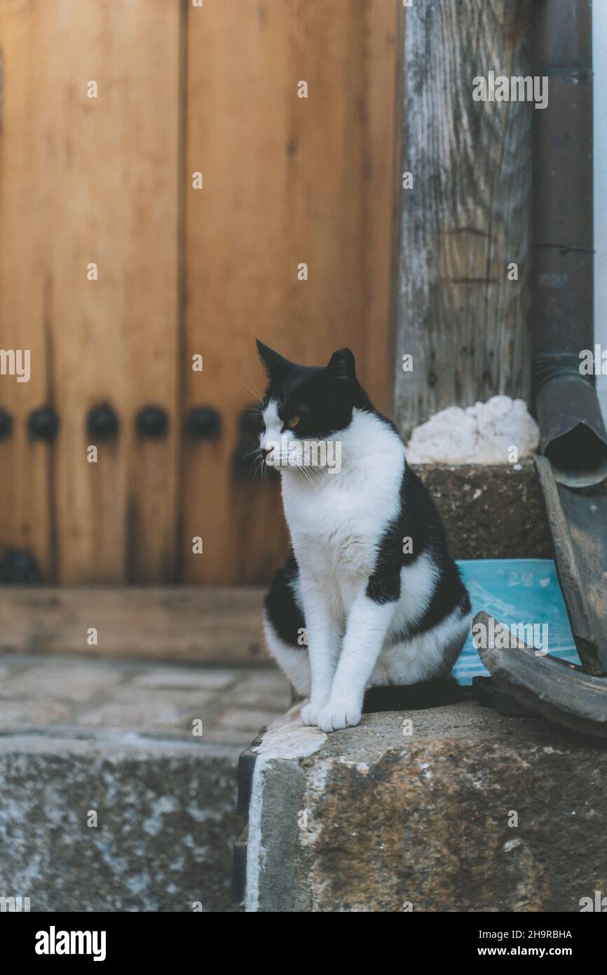 Black and white cat sitting on the stone Stock Photo - Alamy