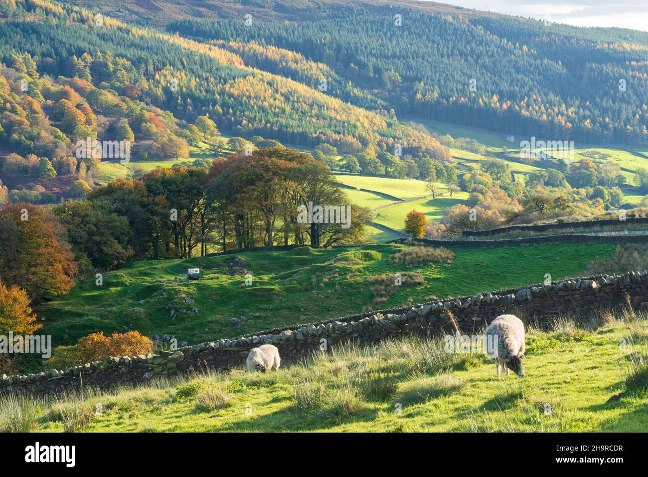 Sheep grazing near farming hamlet Skyreholme and Simon's Seat in Wharfedale, The Yorkshire Dales, England. Stock Photo
