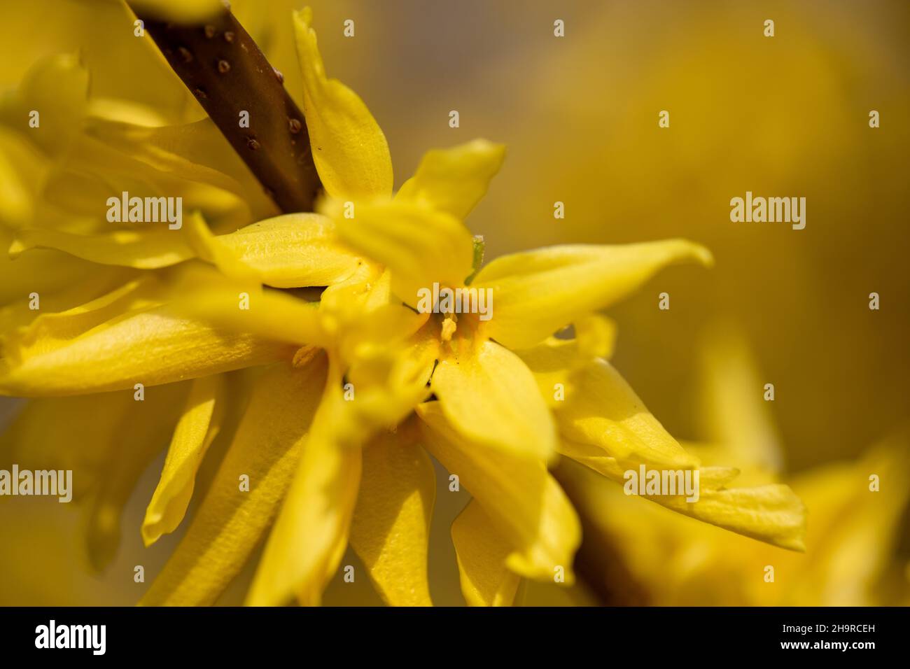 Closeup shot yellow forsythia hi-res stock photography and images - Alamy