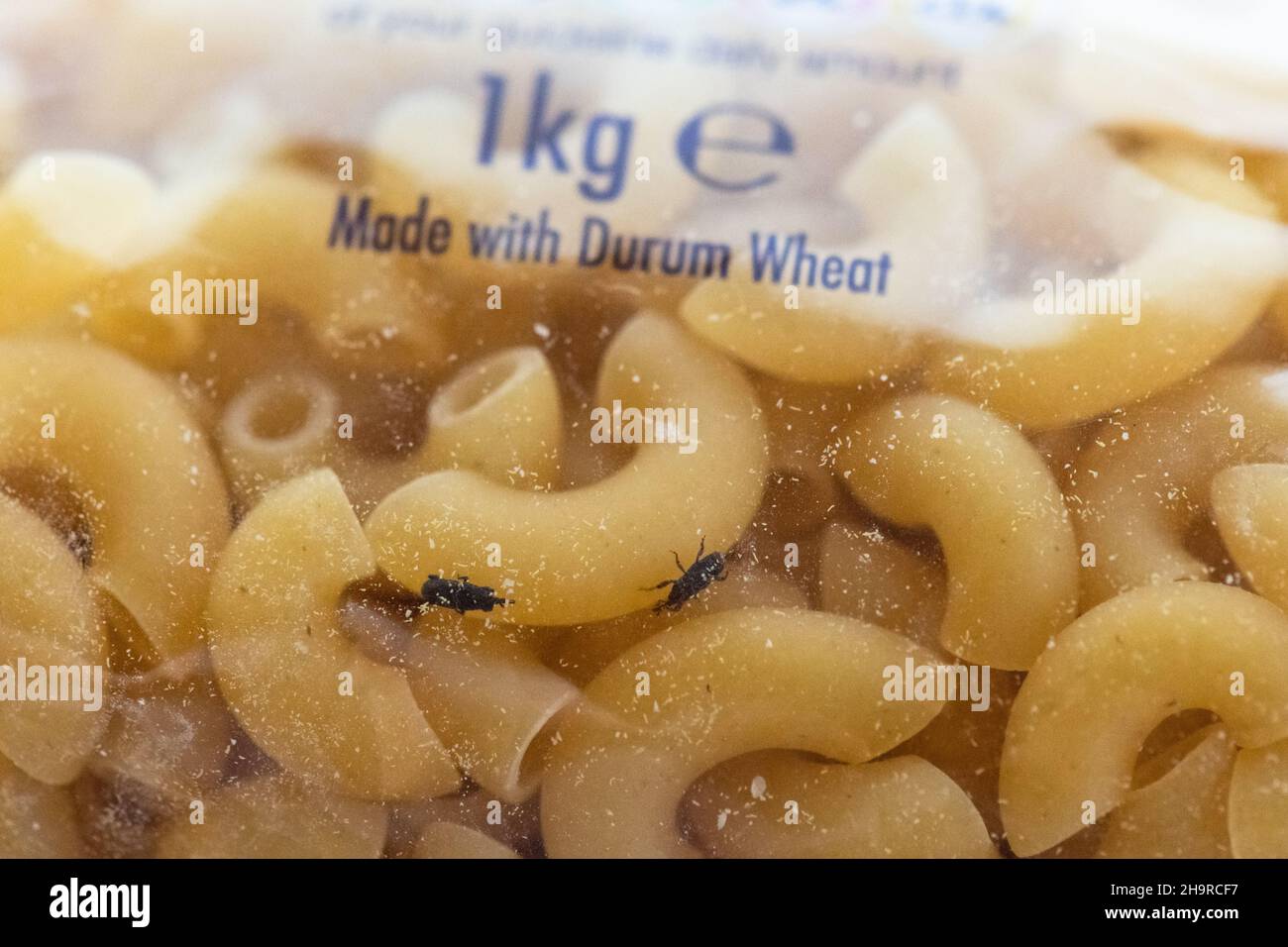 Flour bugs or weevils in a packet of dried pasta - UK Stock Photo
