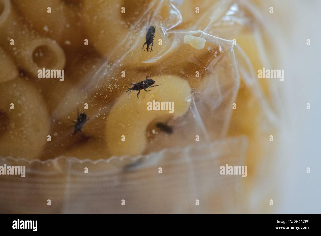 Flour bugs or weevils in a packet of dried pasta - UK Stock Photo