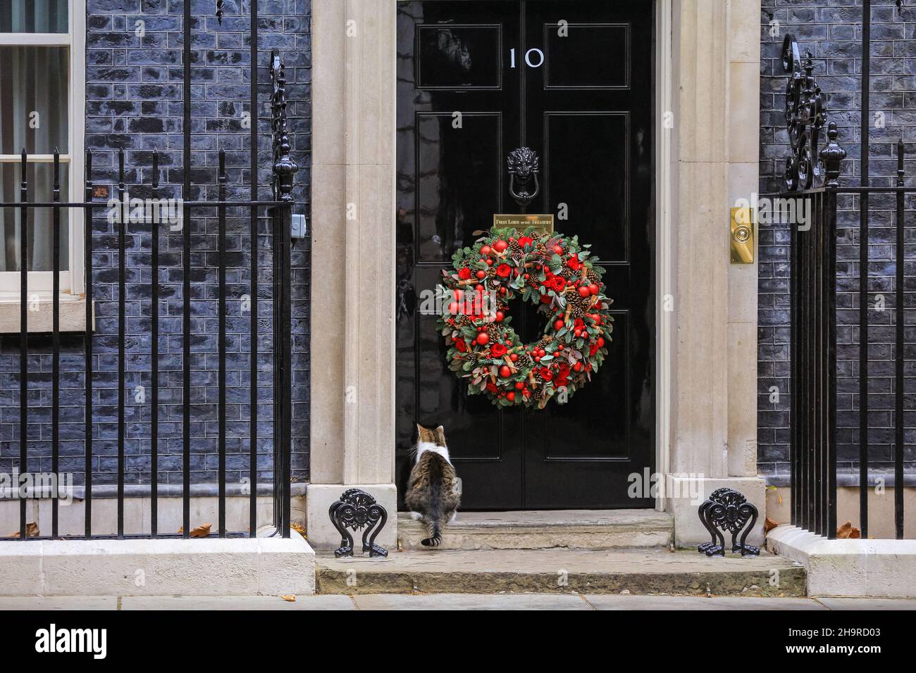 Larry the Cat, Downing Street Chief Mouser, waits on the door step of No 10 to be let in, London, UK Stock Photo