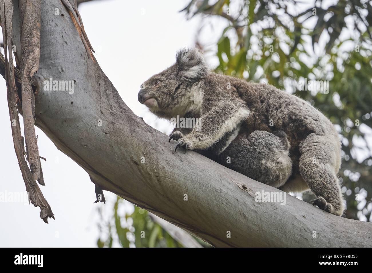 Cute koala with its baby at Kennett River, Great Ocean Road, Victoria Stock Photo