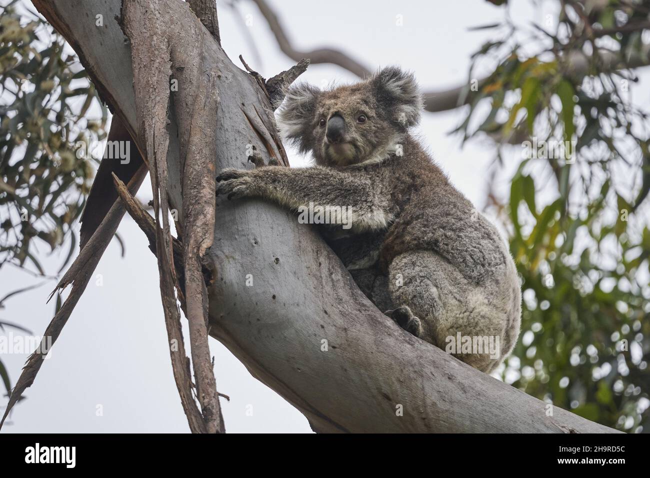 Cute koala with its baby at Kennett River, Great Ocean Road, Victoria Stock Photo