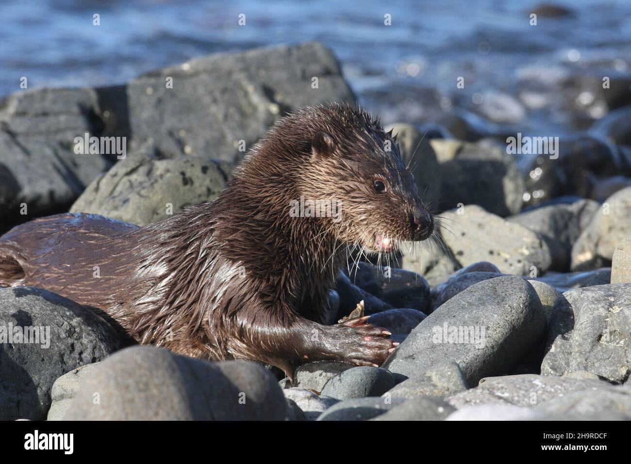Otters are very successful aquatic mammals. On coasts they can catch