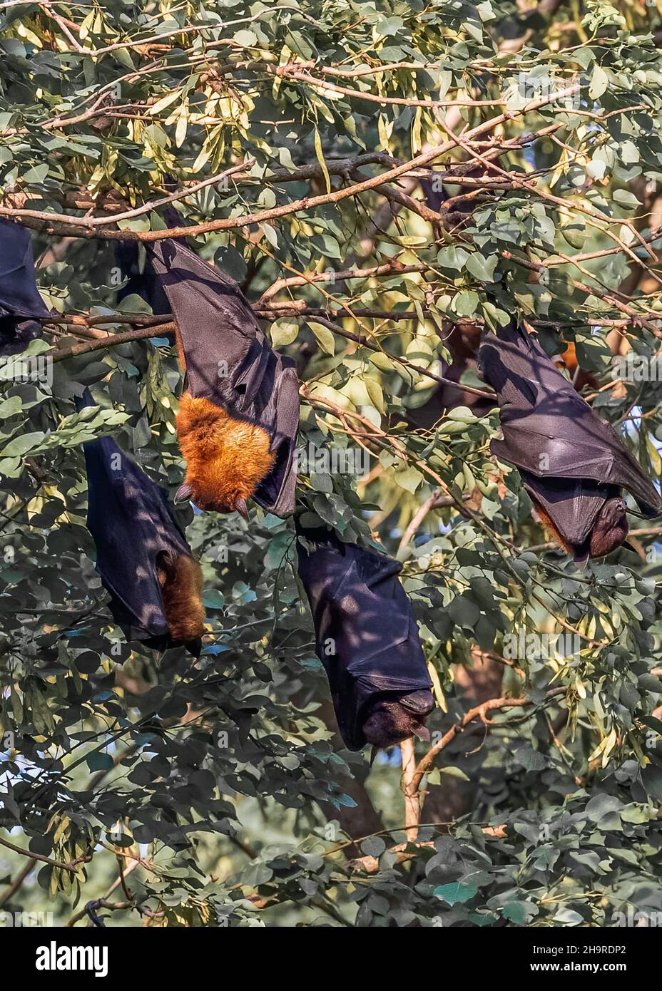 Bats hanging and sleeping on a tree in daylight Stock Photo Alamy