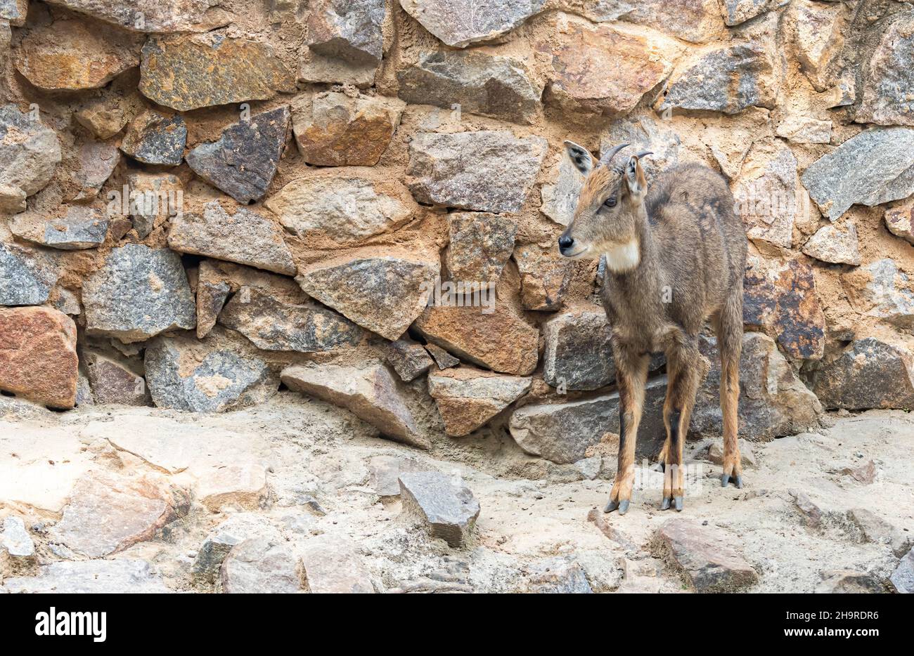 Goral Himalayan goat standing on a wall Stock Photo
