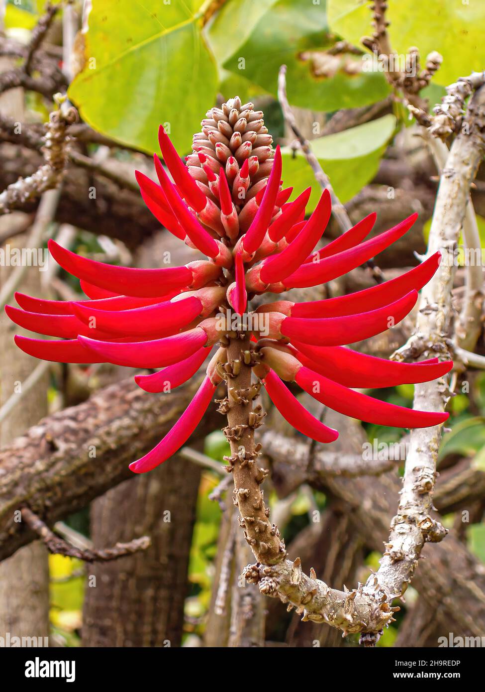 Closeup shot of Erythrina coralloides on a sunny day Stock Photo