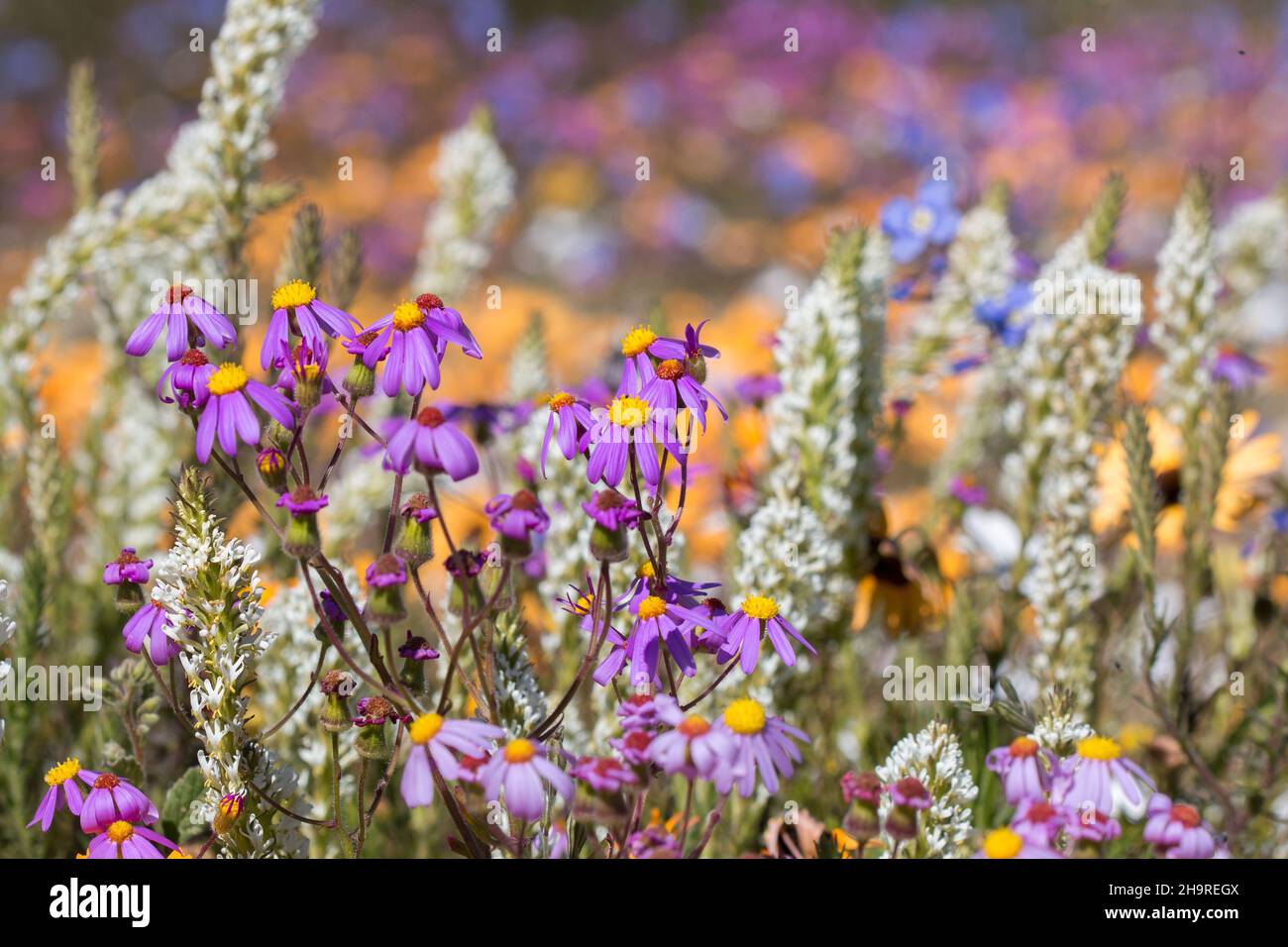 A beautiful mix of wild-growing flowers with many colors in a field Stock Photo