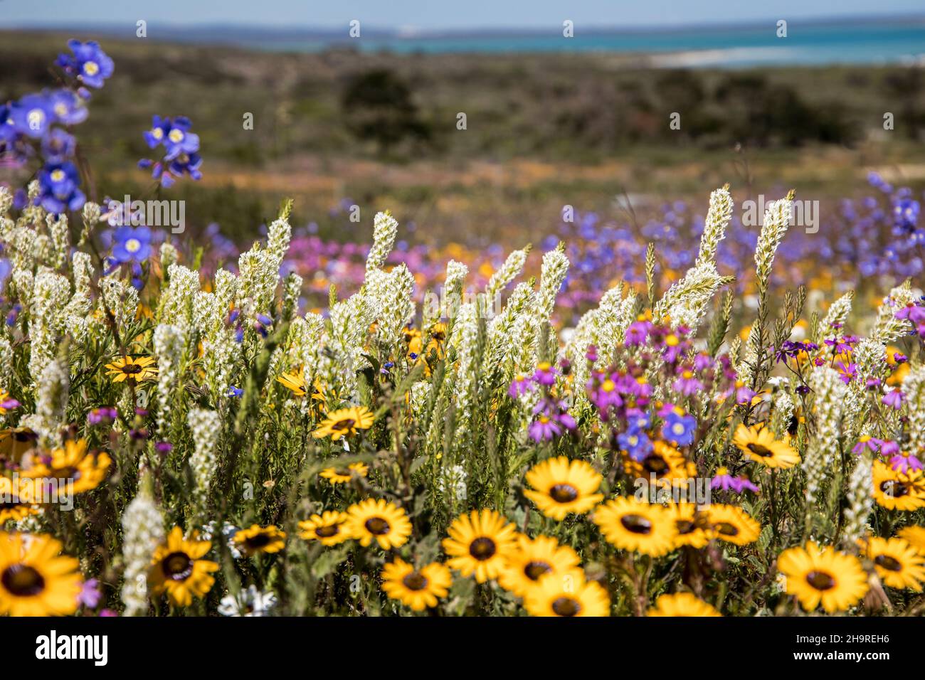 A beautiful mix of wild-growing flowers with many colors in a field Stock Photo