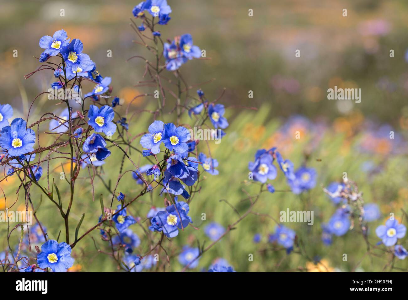 Beautiful blue wildflowers of the Fairy-of-the-veld (Heliophila coronopifolia) plant Stock Photo