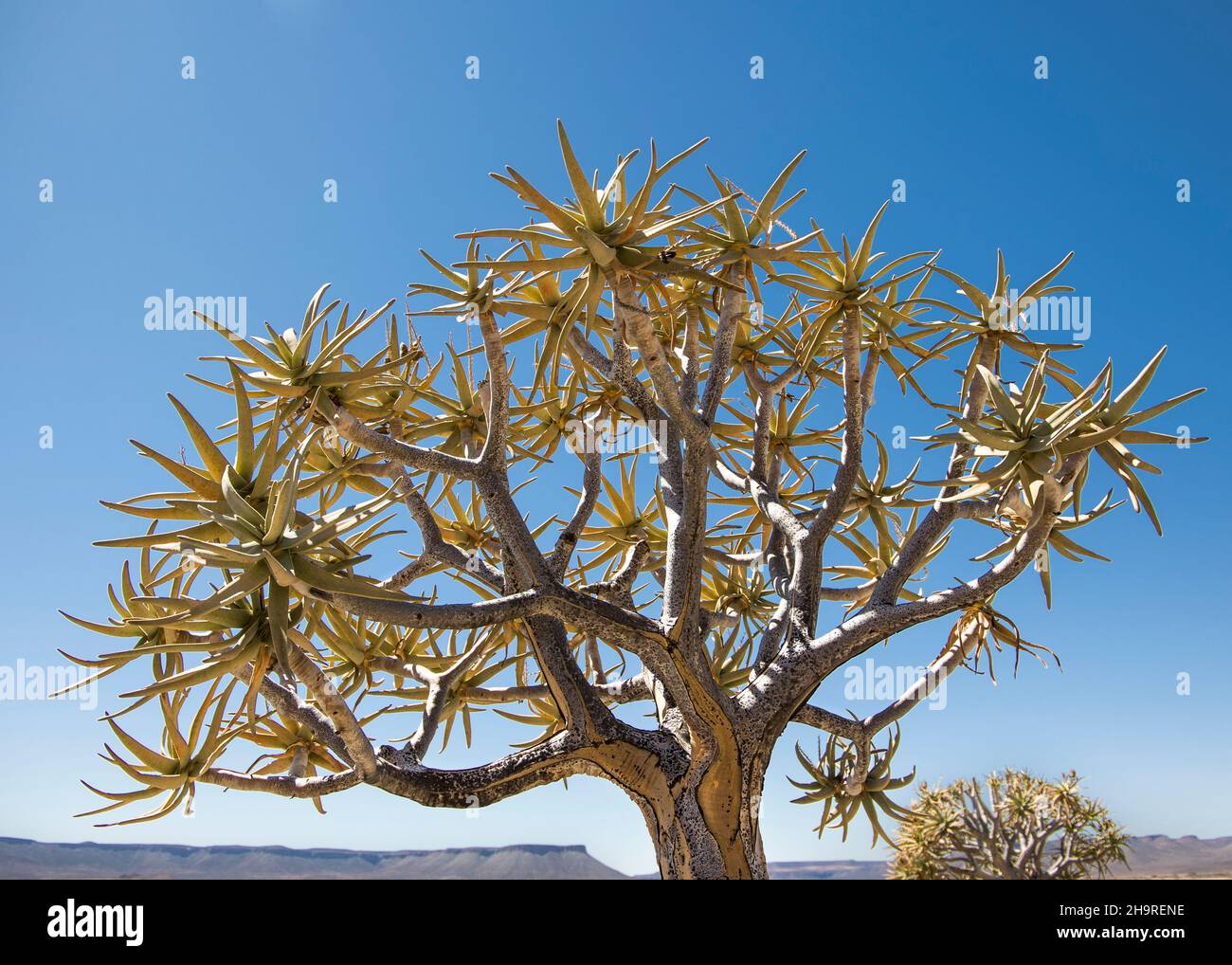 Close up of a Quiver Tree (Aloidendron dichotomum) in the Karoo desert Stock Photo