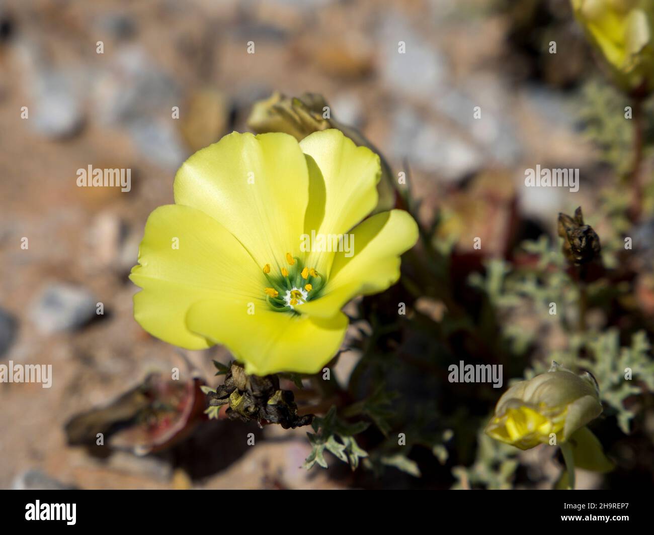 Closeup of a pretty yellow flower (Snotbloms) Stock Photo